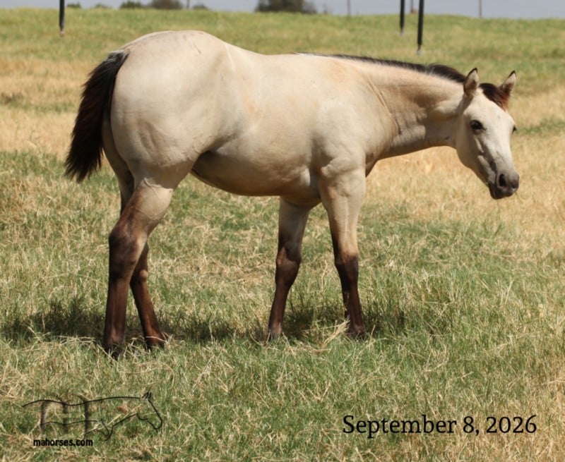 Salty Blue Shine MA's 2026 Buckskin Filly